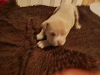 Suzybell, a female American Bully for sale in Oak Park, IL – Photo 1 of 3