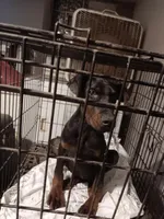 Suzybell, a female American Bully for sale in Oak Park, IL – Photo 9 of 9