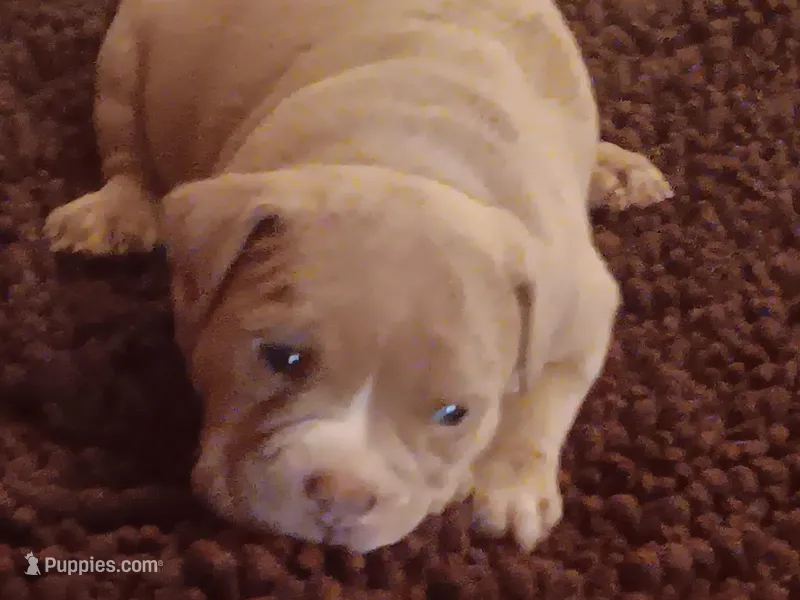 Suzybell – American Bully puppy for sale in Oak Park, IL