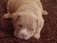 Suzybell, a female American Bully for sale in Oak Park, IL – Photo 1 of 9