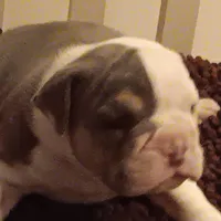 Blueberry, a male American Bully for sale in Oak Park, IL – Photo 2 of 2