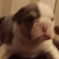 Blueberry, a male American Bully for sale in Oak Park, IL – Photo 1 of 2