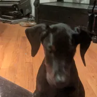 boom boom, a male Doberman Pinscher for sale in Oak Park, IL – Photo 3 of 4