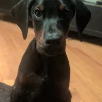 boom boom, a male Doberman Pinscher for sale in Oak Park, IL – Photo 1 of 4