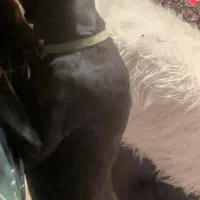 boom boom, a male Doberman Pinscher for sale in Oak Park, IL – Photo 2 of 4