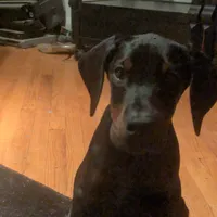 boom boom, a male Doberman Pinscher for sale in Oak Park, IL – Photo 4 of 4