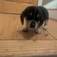 Shay, a female Beagle for sale in Oak Park, IL – Photo 4 of 6