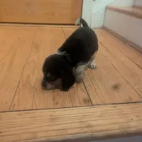 Shay, a female Beagle for sale in Oak Park, IL – Photo 3 of 6