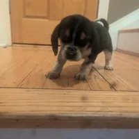 Shay, a female Beagle for sale in Oak Park, IL – Photo 1 of 6