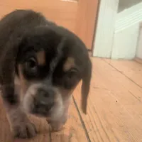 Shay, a female Beagle for sale in Oak Park, IL – Photo 6 of 6