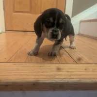 Shay, a female Beagle for sale in Oak Park, IL – Photo 2 of 6