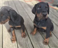 Max, a male Doberman Pinscher for sale in Oak Park, IL – Photo 1 of 2