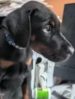 Max, a male Doberman Pinscher for sale in Oak Park, IL – Photo 2 of 2