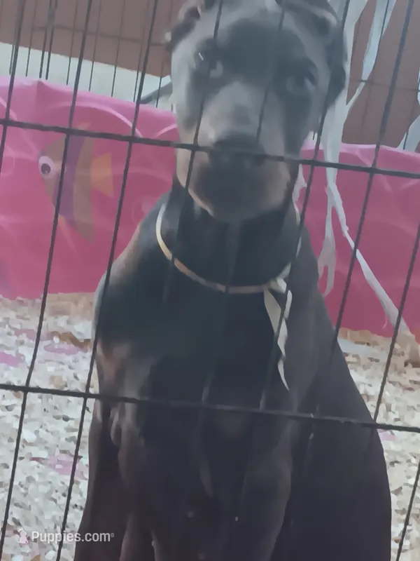Blood – Doberman Pinscher puppy for sale in Oak Park, IL
