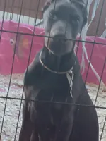 Blood, a male Doberman Pinscher for sale in Oak Park, IL – 1 of 5