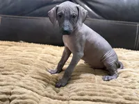 Standard Boy 1, a male Xoloitzcuintli for sale in Wedowee, AL – 6 of 8