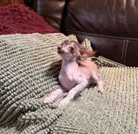 Casanova, a male Xoloitzcuintli for sale in Wedowee, AL – Photo 3 of 6