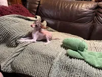 Casanova, a male Xoloitzcuintli for sale in Wedowee, AL – Photo 6 of 6