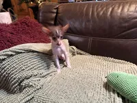 Casanova, a male Xoloitzcuintli for sale in Wedowee, AL – Photo 5 of 6