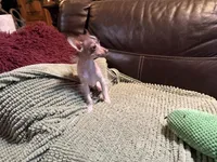 Casanova, a male Xoloitzcuintli for sale in Wedowee, AL – Photo 4 of 6