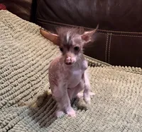 Casanova, a male Xoloitzcuintli for sale in Wedowee, AL – Photo 2 of 6