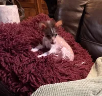 Casanova, a male Xoloitzcuintli for sale in Wedowee, AL – Photo 1 of 6