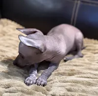 Romper, a male Xoloitzcuintli for sale in Wedowee, AL – 4 of 6