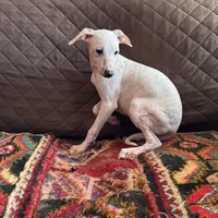 Butterfly Girl 5, a female Xoloitzcuintli for sale in Wedowee, AL – Photo 5 of 5