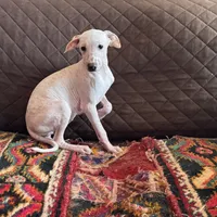 Butterfly Girl 5, a female Xoloitzcuintli for sale in Wedowee, AL – Photo 1 of 5