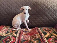 processed/89c19b57-d1fd-4274-888c-2f8b8da42dc8/listing/13f510bf-cafb-476e-aae1-cc01c4022d5d/419dde4f-1fd7-4970-a979-e22f64694175