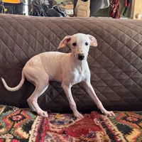 Butterfly Girl 5, a female Xoloitzcuintli for sale in Wedowee, AL – Photo 3 of 5