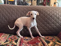 processed/89c19b57-d1fd-4274-888c-2f8b8da42dc8/listing/13f510bf-cafb-476e-aae1-cc01c4022d5d/c1283c2c-2ab6-4a16-ae7d-18814e2abc28