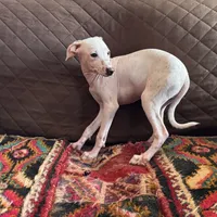 Butterfly Girl 5, a female Xoloitzcuintli for sale in Wedowee, AL – Photo 2 of 5