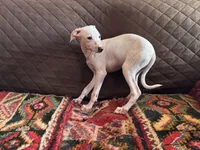 processed/89c19b57-d1fd-4274-888c-2f8b8da42dc8/listing/13f510bf-cafb-476e-aae1-cc01c4022d5d/ccb31aeb-a5be-4a0a-9d00-5db6683fd99e