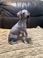 Clarice, a female Xoloitzcuintli for sale in Wedowee, AL – 3 of 6