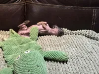 Pure Cuteness, a male Xoloitzcuintli for sale in Wedowee, AL – Photo 8 of 10