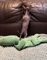 Pure Cuteness, a male Xoloitzcuintli for sale in Wedowee, AL – Photo 2 of 10