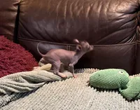 Pure Cuteness, a male Xoloitzcuintli for sale in Wedowee, AL – Photo 3 of 10