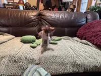 Pure Cuteness, a male Xoloitzcuintli for sale in Wedowee, AL – Photo 9 of 10