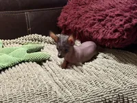 Pure Cuteness, a male Xoloitzcuintli for sale in Wedowee, AL – Photo 10 of 10