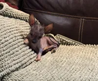 Pure Cuteness, a male Xoloitzcuintli for sale in Wedowee, AL – Photo 4 of 10