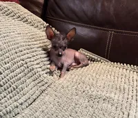 Pure Cuteness, a male Xoloitzcuintli for sale in Wedowee, AL – Photo 5 of 10