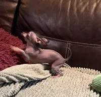 Pure Cuteness, a male Xoloitzcuintli for sale in Wedowee, AL – Photo 1 of 10