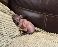 Pure Cuteness, a male Xoloitzcuintli for sale in Wedowee, AL – Photo 6 of 10