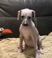Candace, a female Xoloitzcuintli for sale in Wedowee, AL – 2 of 8
