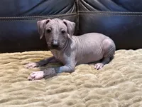 Dashing, a male Xoloitzcuintli for sale in Wedowee, AL – 1 of 5