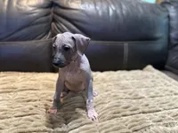 Rudolph , a male Xoloitzcuintli for sale in Wedowee, AL – 2 of 5