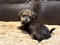 Rosco, a male Chihuahua and Shih Tzu for sale in Wedowee, AL – 5 of 5