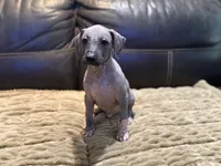 Rudolph , a male Xoloitzcuintli for sale in Wedowee, AL – 4 of 5