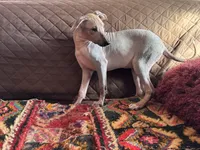 processed/89c19b57-d1fd-4274-888c-2f8b8da42dc8/listing/24f7e415-792f-40b0-8943-d6cbbbc5794a/93ec01db-87d4-42af-b37f-da627957a599